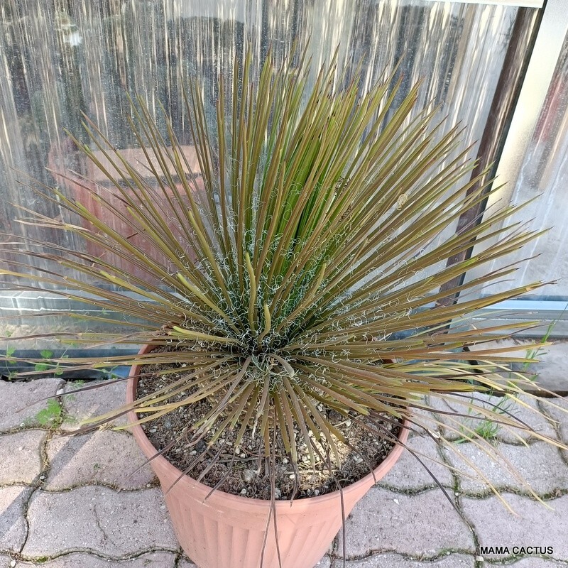 A7898 AGAVE GEMINIFLORA pot 35 cm H 43 cm W 55 cm MaMa Cactus