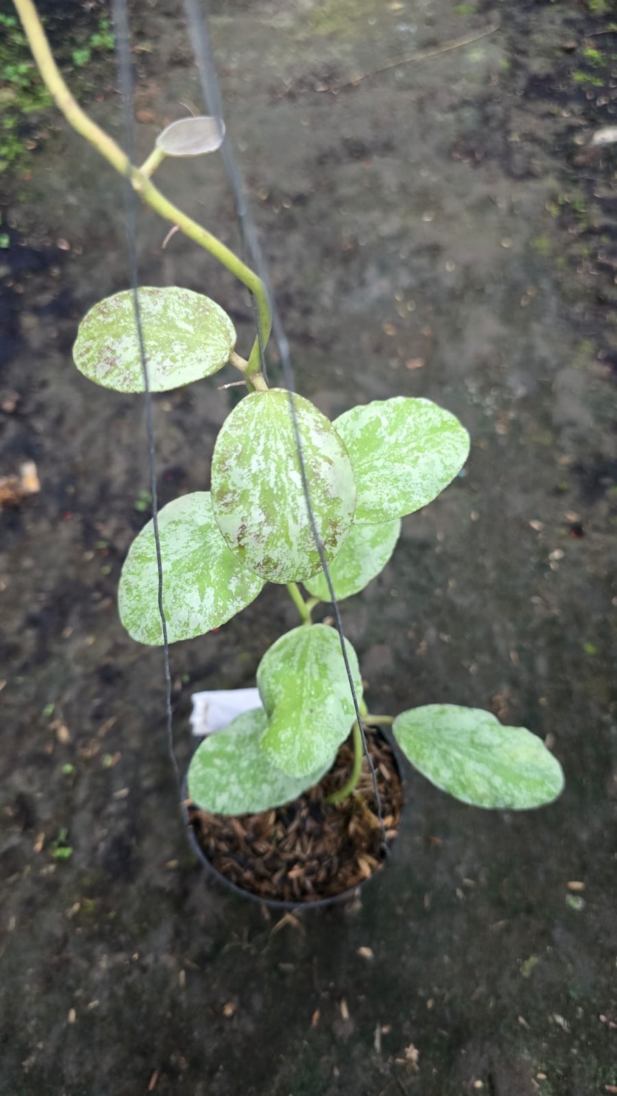 Real Picture Hoya Waymaniae Cloudy Sky Lush Leaves Rare Plant