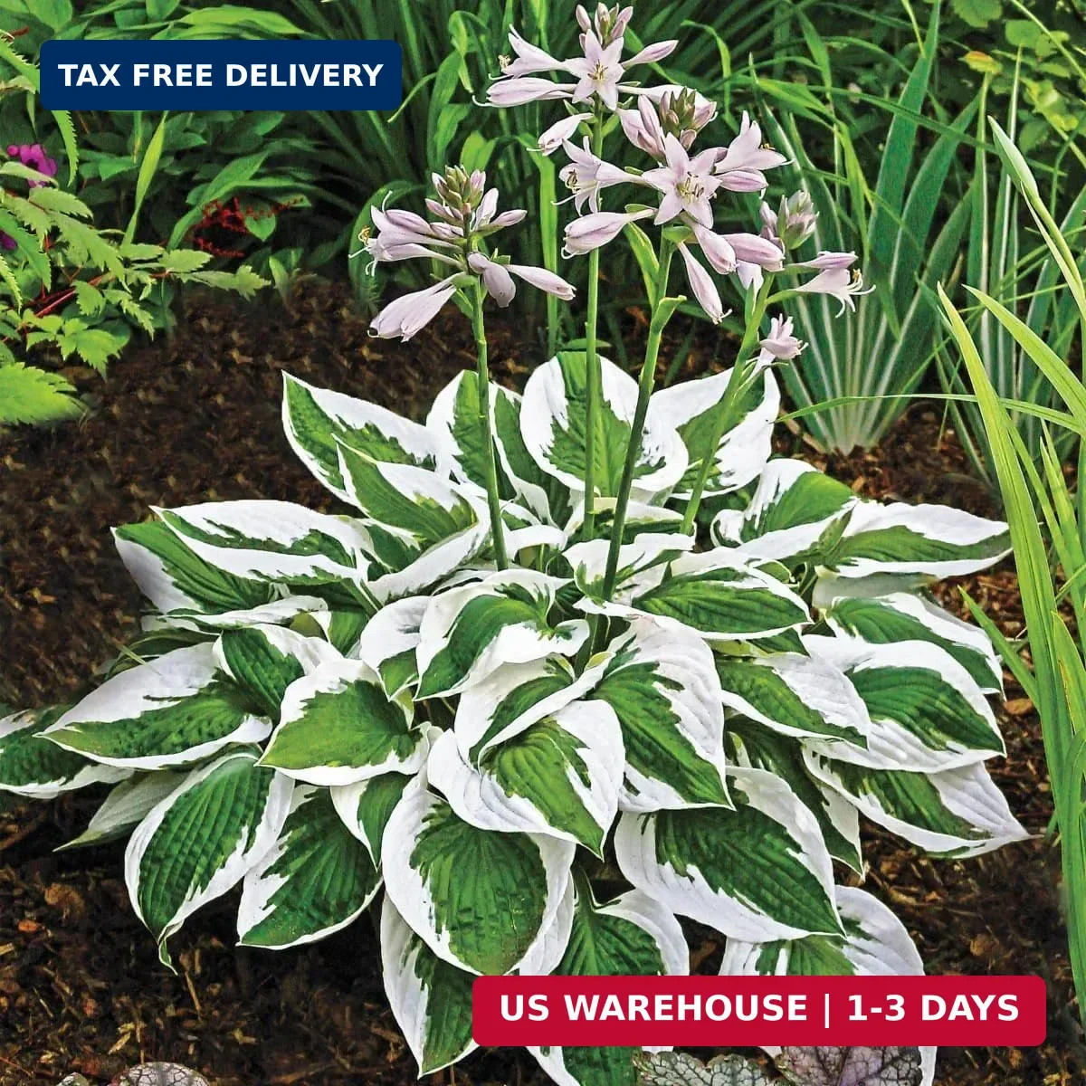 Hosta Seeds for Planting – 200+ Shade Loving Perennial Seeds, Fragrant Blooms, C