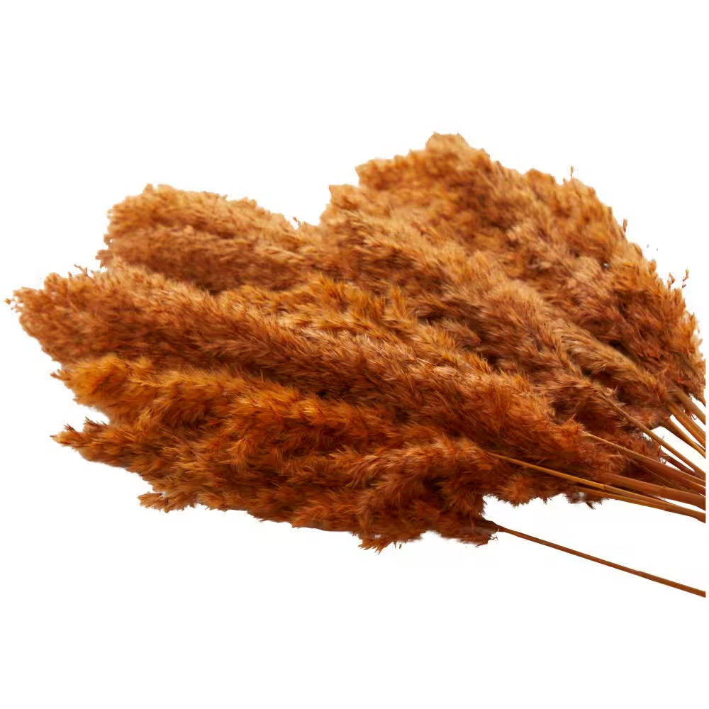 35 In. Pampas Natural Foliage with Long Stems (1 Bundle)