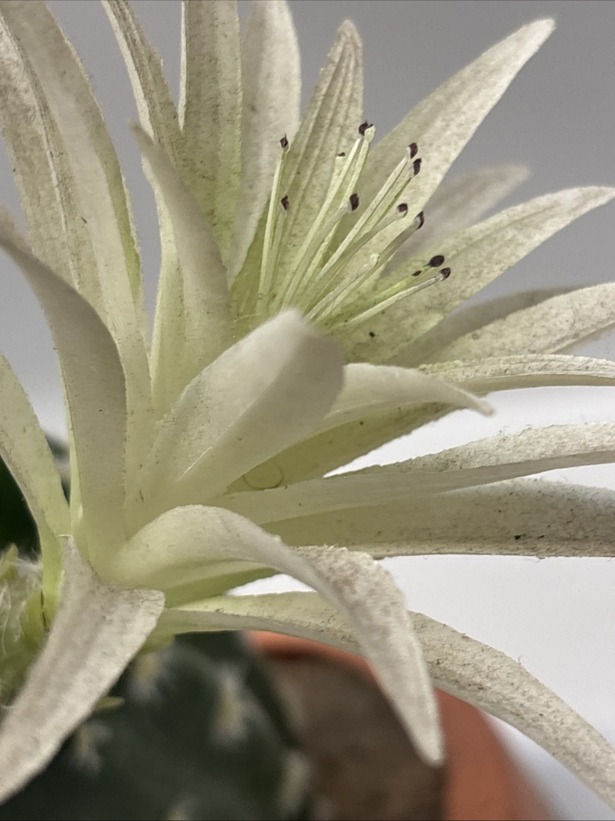 artificial Faux cactus home decor Style Modern Decor Inside In Terra Cotta 12”