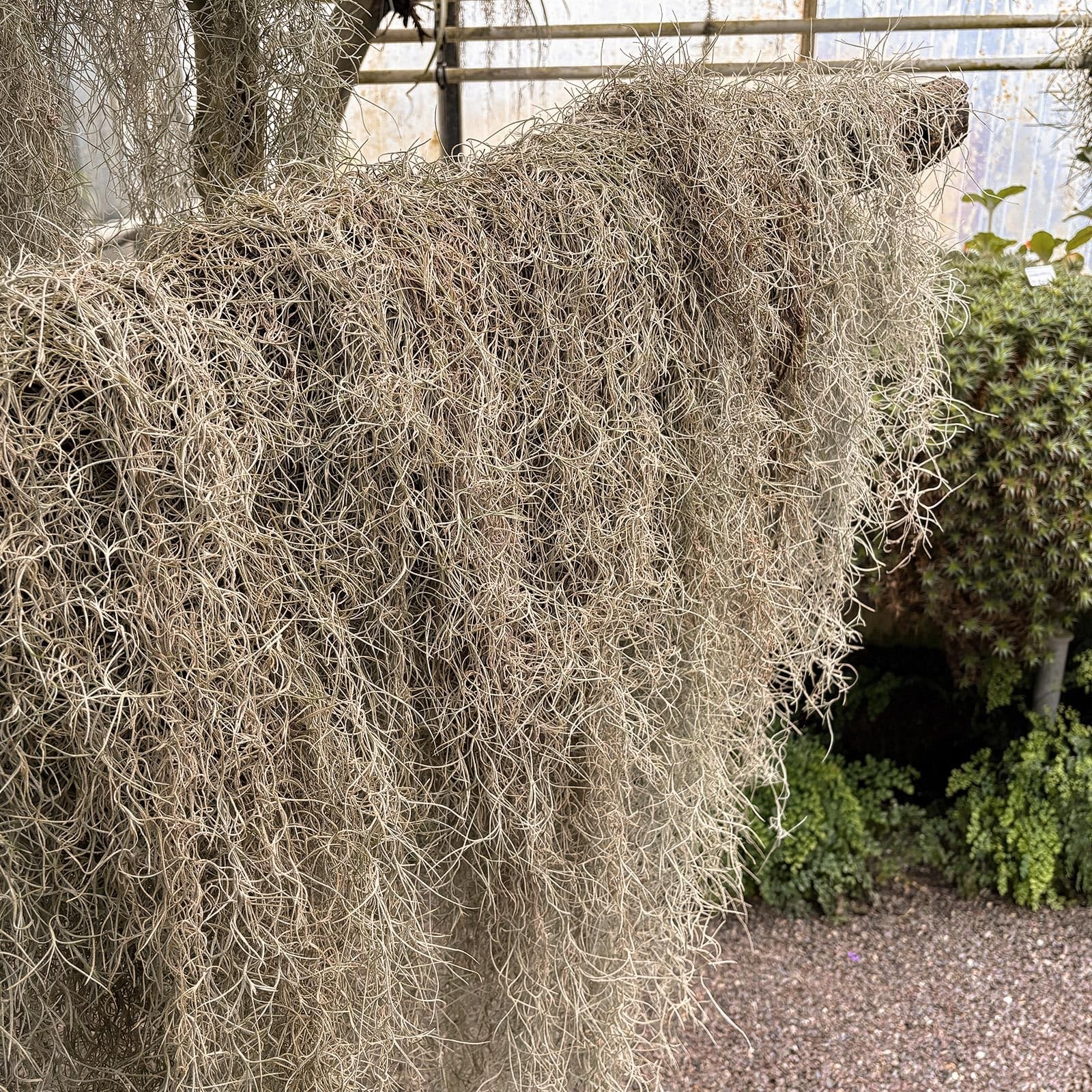 Spanish Moss 41” Fake Hanging Succulents Faux Moss Artificial Succulent Plan…
