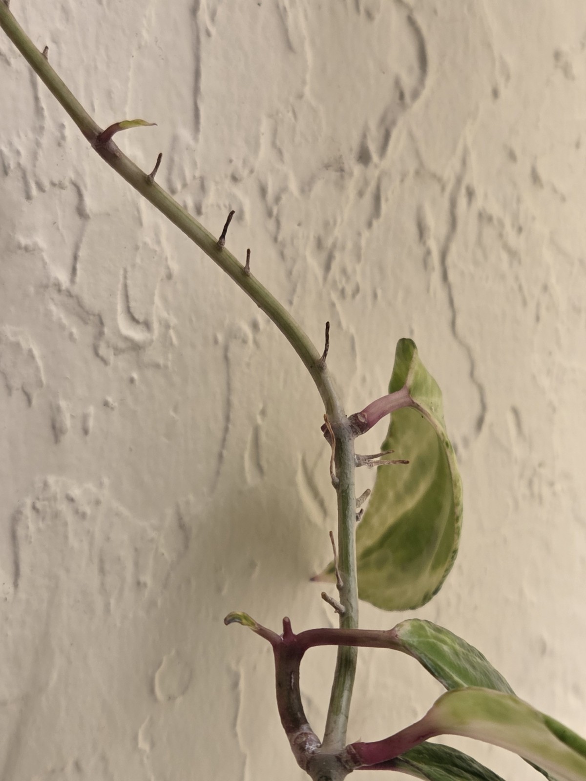 Rare Hoya Crocodile Wax Plant Healthy rooted active growing.