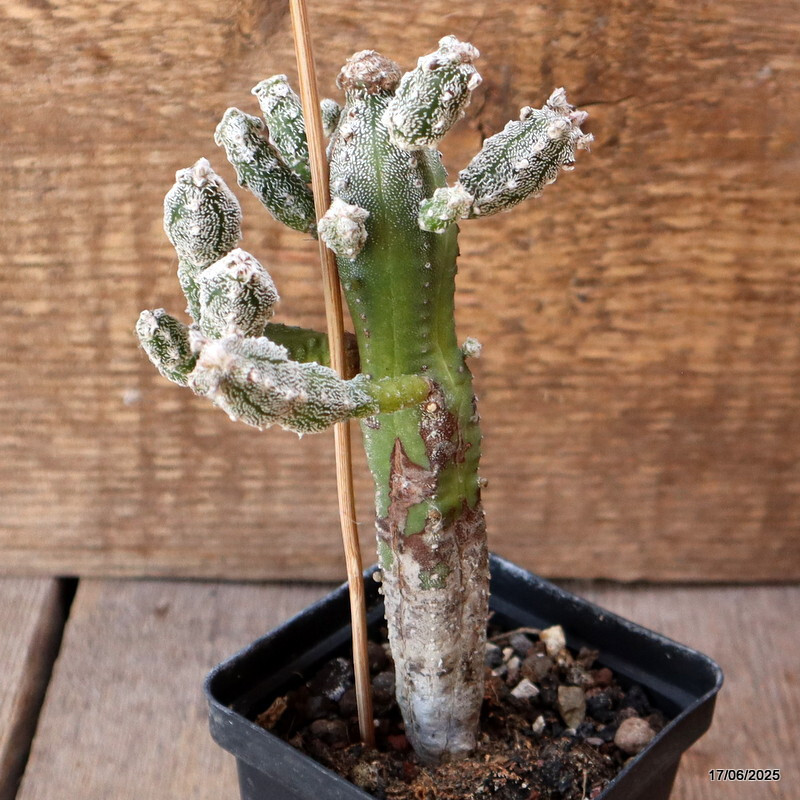 D4635 ASTROPHYTUM MYRIOSTIGMA HUBUKI pot8-H15-W9 cm MaMa Cactus