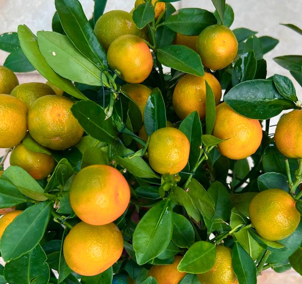 Citrus reticulata (Early Mandarin) 65-120cm | Mandarin orange | Tangerine – Mand