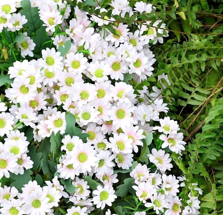 24 Bundles Artificial Daisy Flowers for Outdoor – Fake Mums Faux UV Resistant…