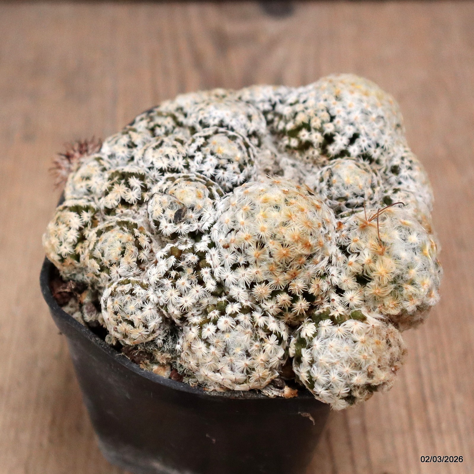 D7944 MAMMILLARIA SCHIEDEANA METZTITLAN pot7-H4-W9 cm MaMa Cactus