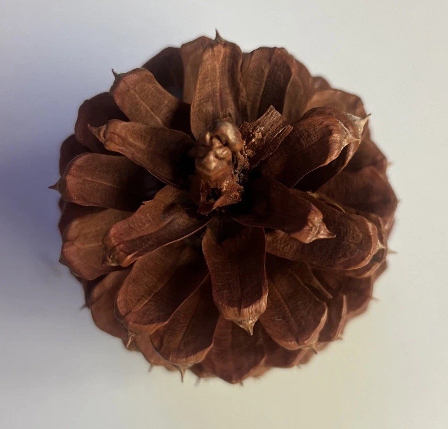 Reddish Brown Pinecone 5.5” x 3.5” Likely Jeffrey Pine Cone Forest Rustic Decor