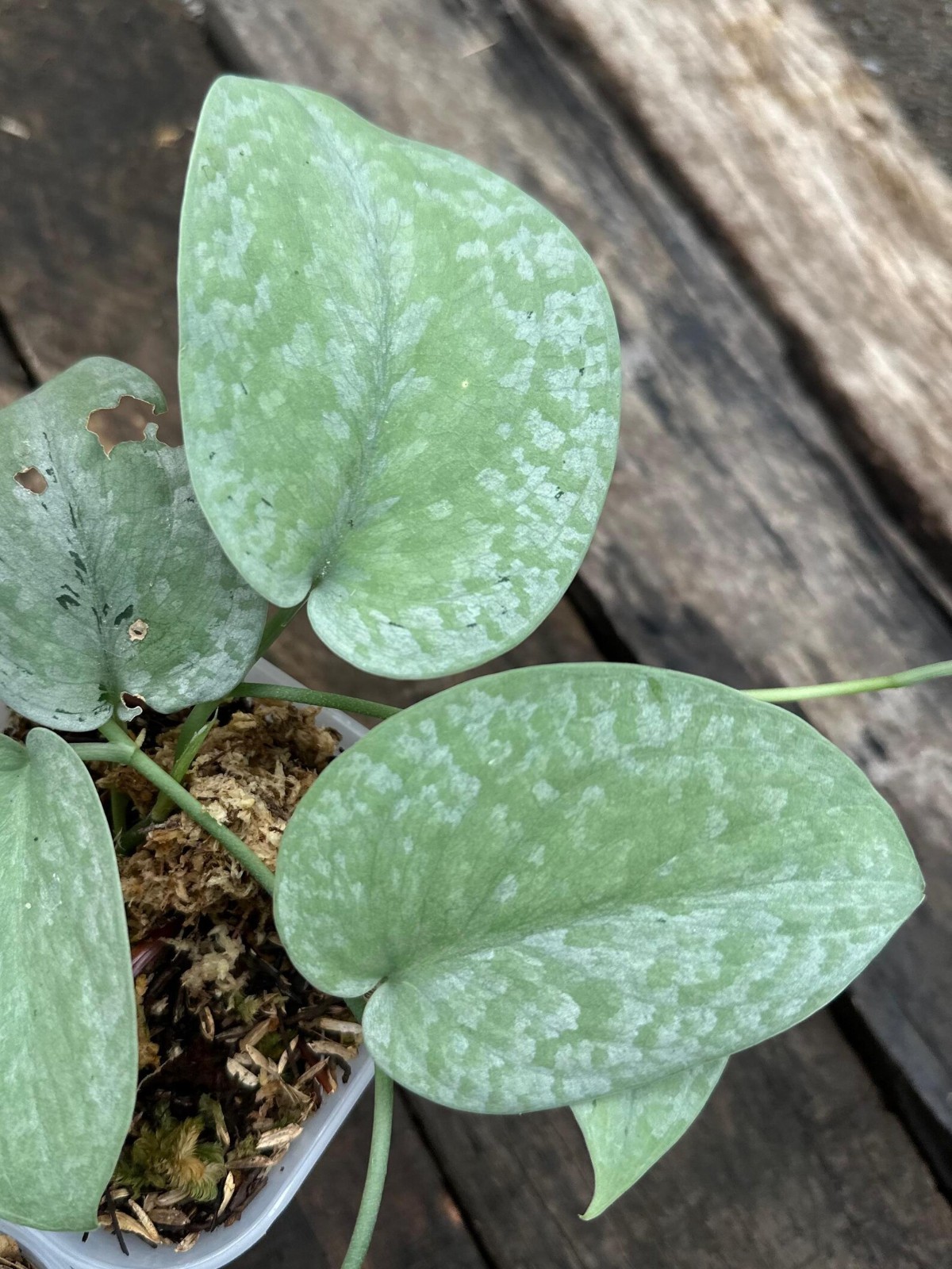 Real Picture Scindapsus Silver Platinum Rare Plant