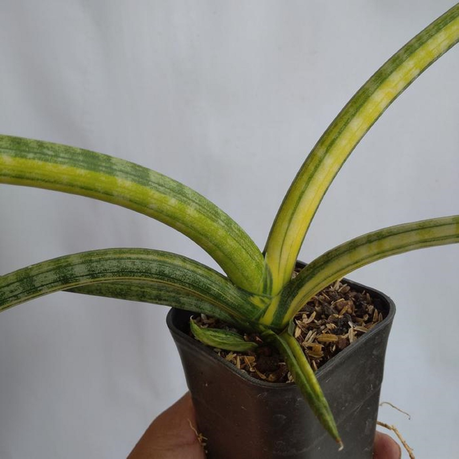 Sansevieria Patula Variegated Rare Plant Variegated Snake Plant