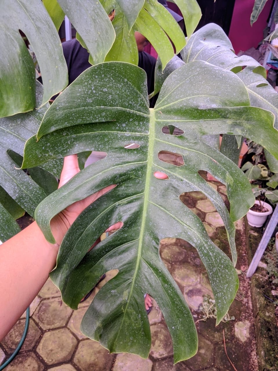 Monstera Brazillian Commonform Very Green Beauty Real Picture Super Big Size