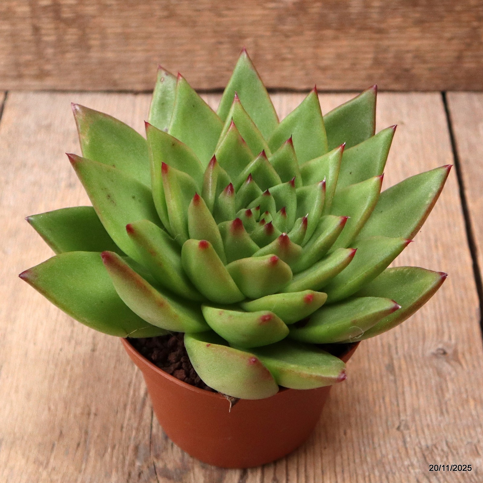 D7459 ECHEVERIA AGAVOIDES pot10-H8-W16 cm MaMa Cactus