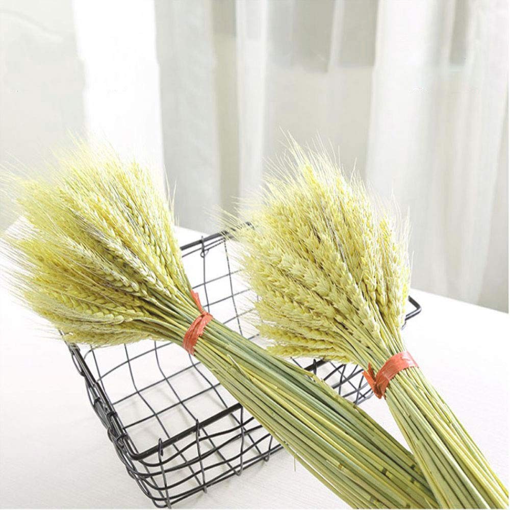 100 Stems Dried Wheat Stalks Natural Wheat Bundle for Home Decor DIY Crafts