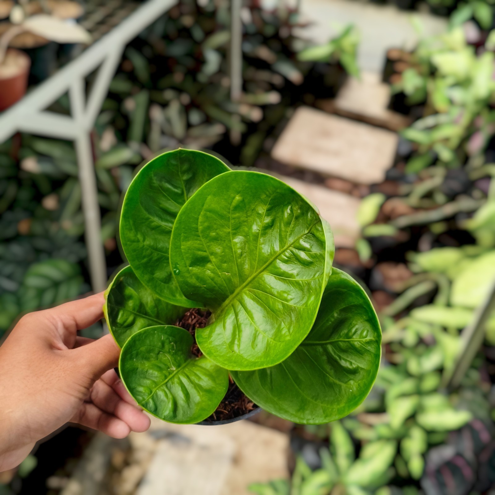 Anthurium Granpa Ornamental Plant