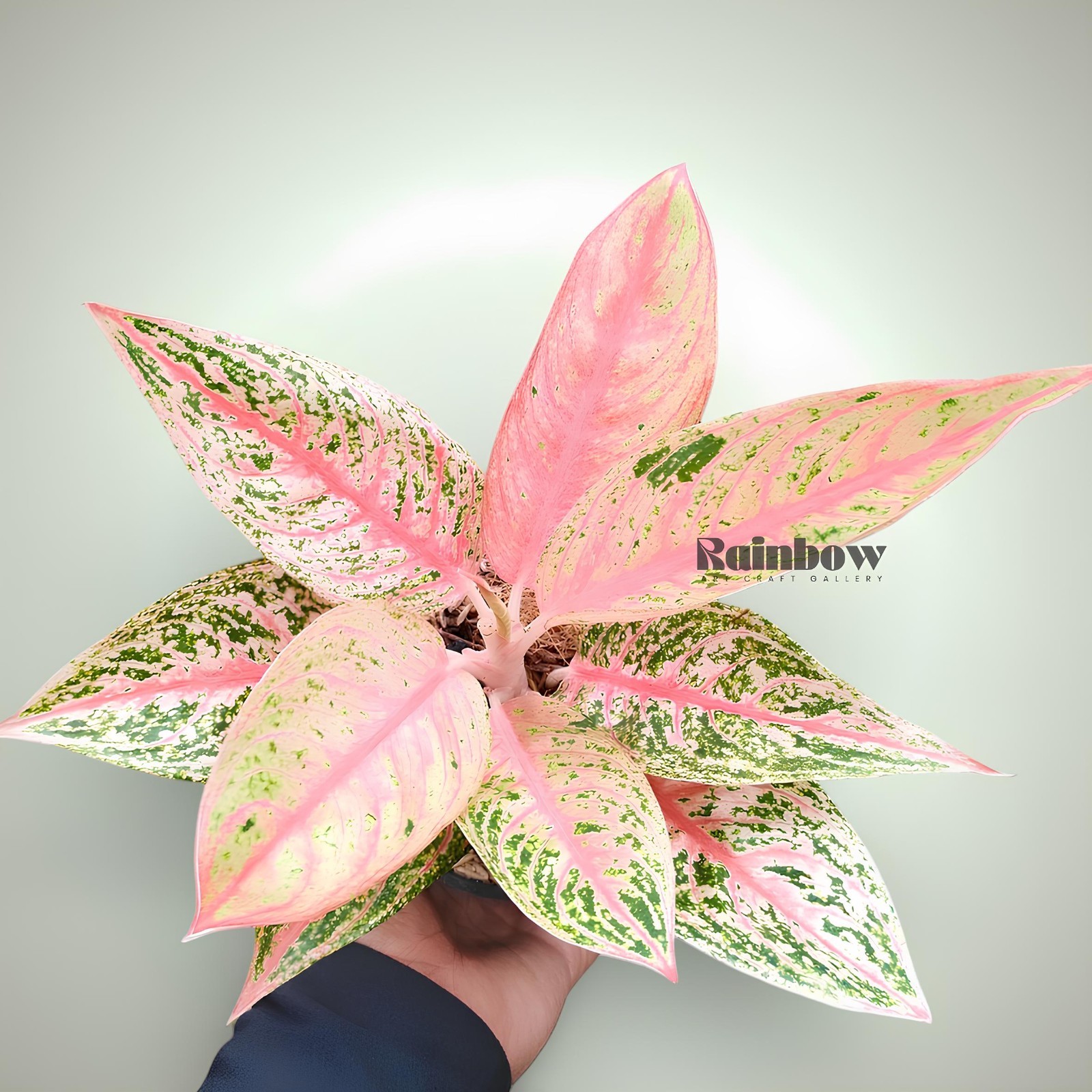 Aglaonema Red Legacy Beatiful Ornamental Plant
