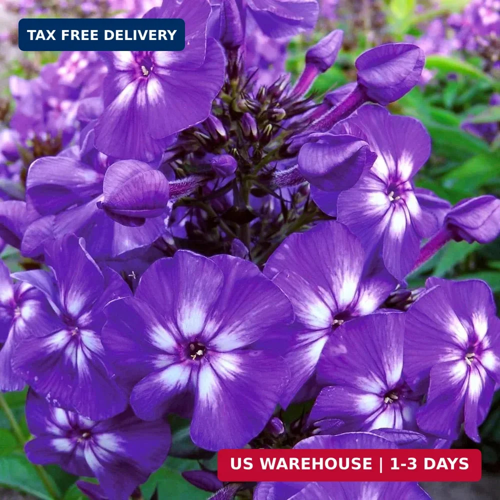 10007+ Creeping Mixed Phlox Seeds for Planting,Bright Perennial Creeping Phlox S