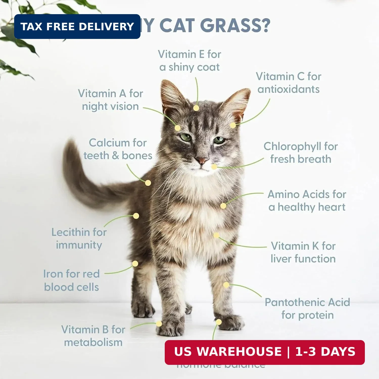 The Cat Ladies Cat Grass for Indoor Cats – Growing Kit – Organic Cat Grass Seeds