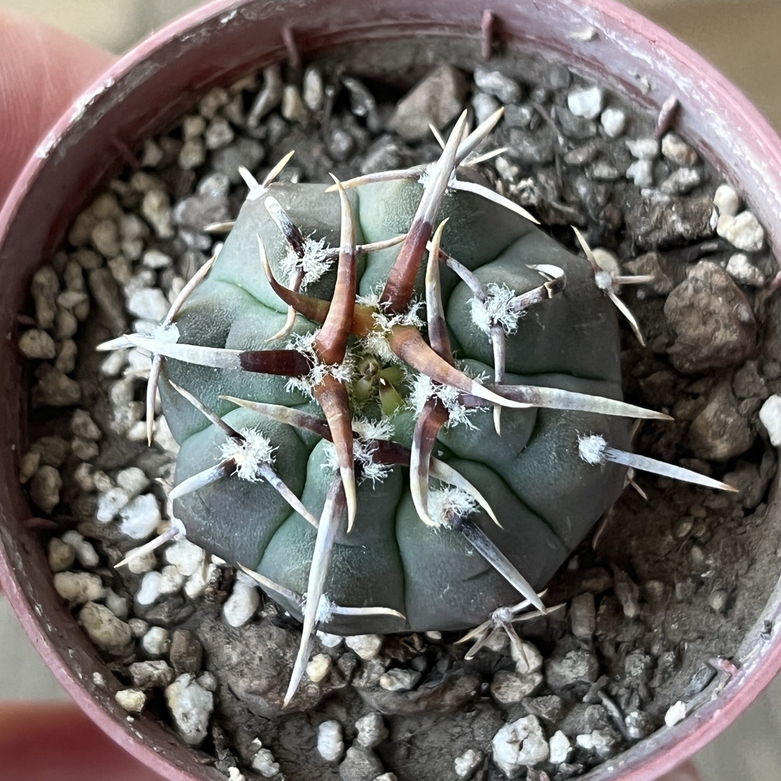A37-398. G. vatteri v altaitinense, Spine selection in 3 generation, own root