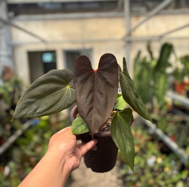 Anthurium Blood of Blue Real Pict Rare Anthurium