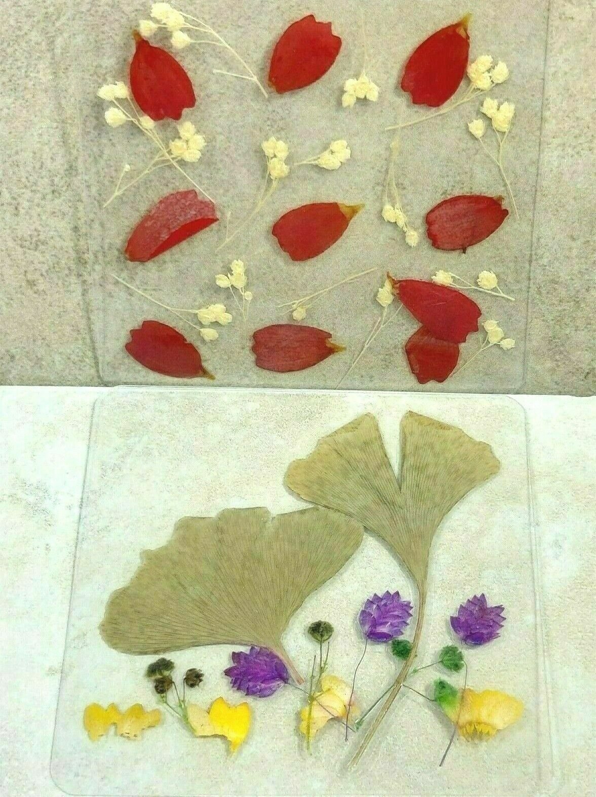 Dried Pressed Flowers Natural Flower Petal Set Resin Art Design Home Décor Gift