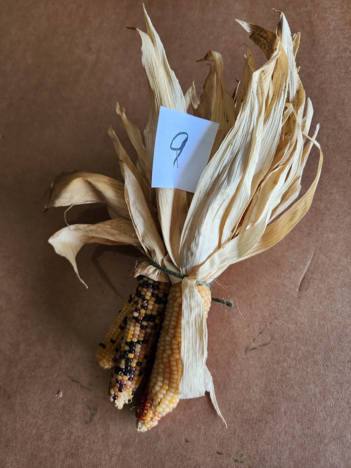 Mini Indian Corn, Approx 5″ Long – Thanksgiving, Fall, Decor, Small #9