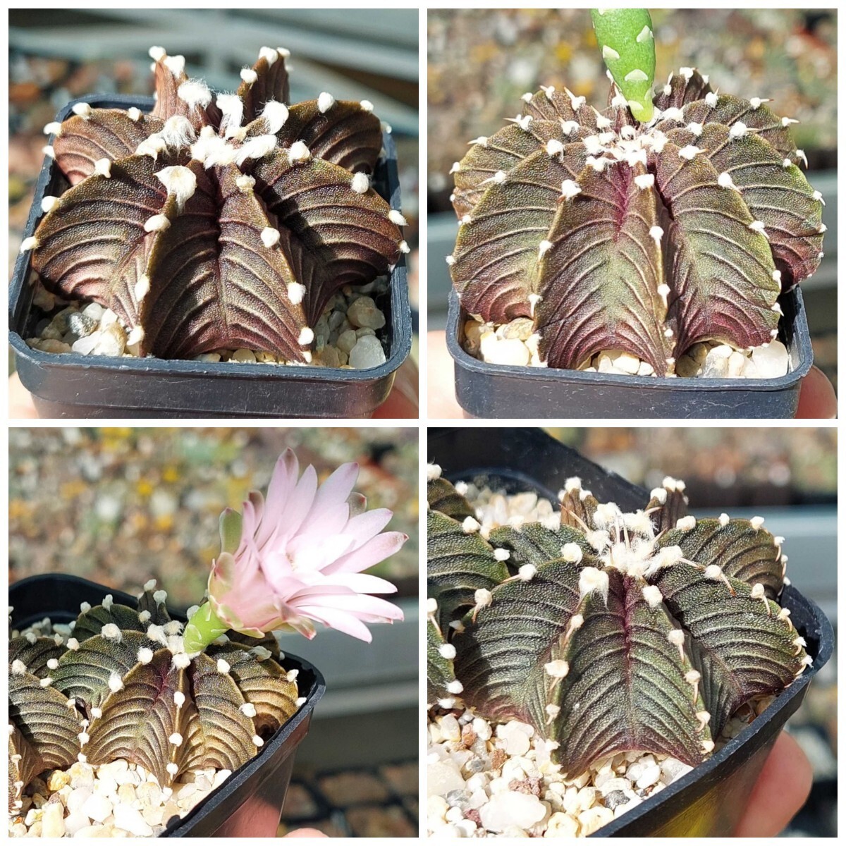 Gymnocalycium friedrichii VOS 1241 15seeds harvest 2024