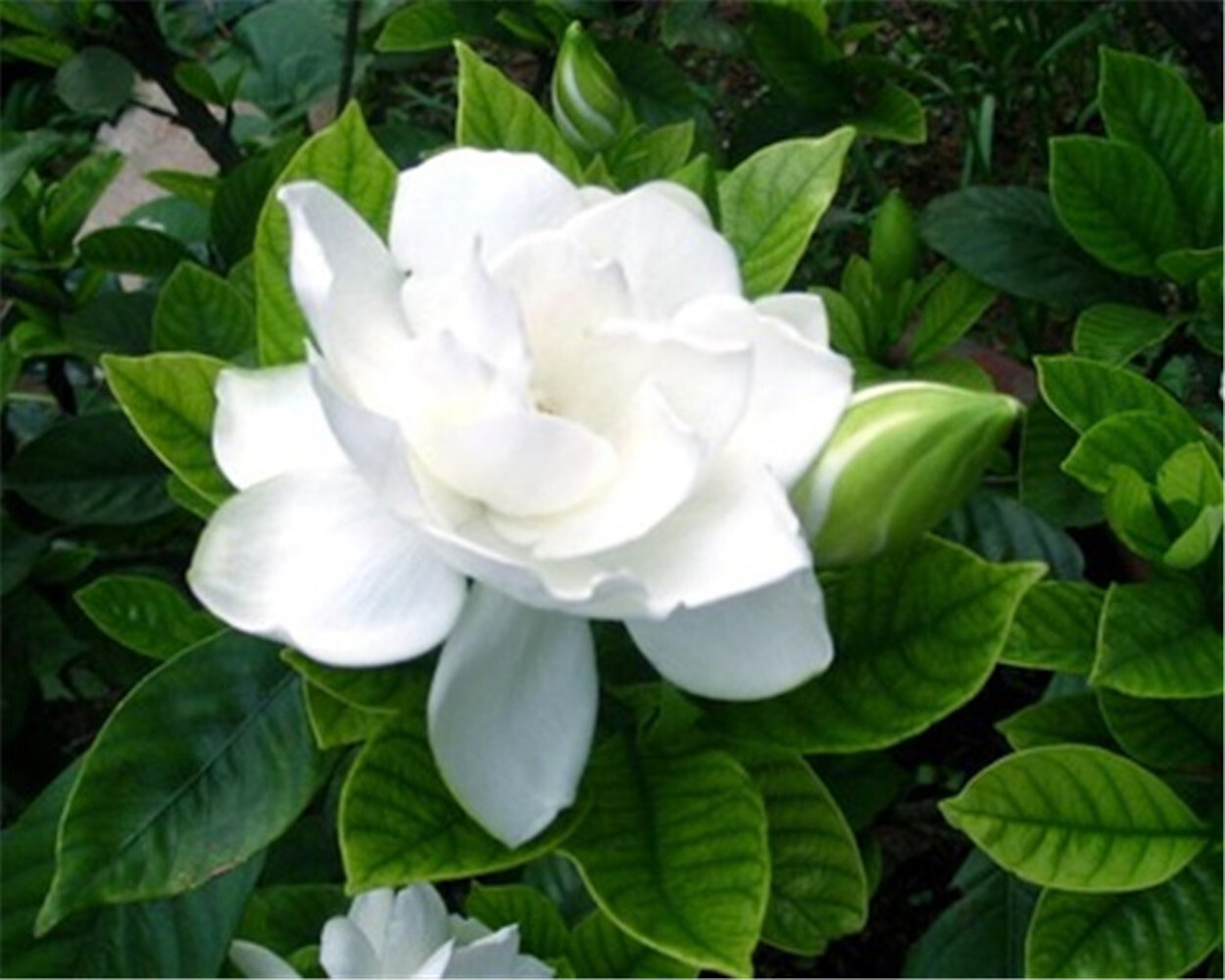 (10) GARDENIA SEEDS perennial flower garden bed bush plant USA SELLER W/TRACK