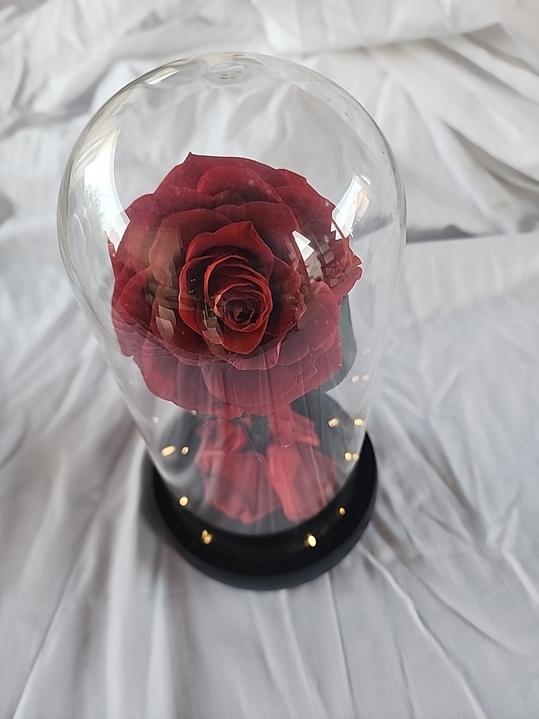 Single Red Rose Displayed In Glass Dome