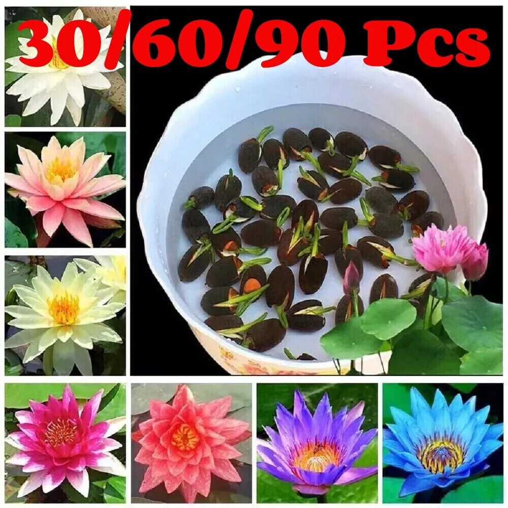 30-90Pcs Seeds Lotus Mix Flower Seed Hand Picked Aquatic Plants-Water Garden