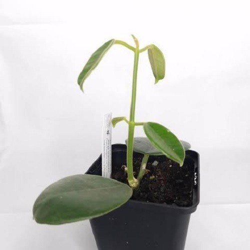 Hoya Lauterbachii – Giant Cup-Shaped Flowers Live Plant Grow in Pot