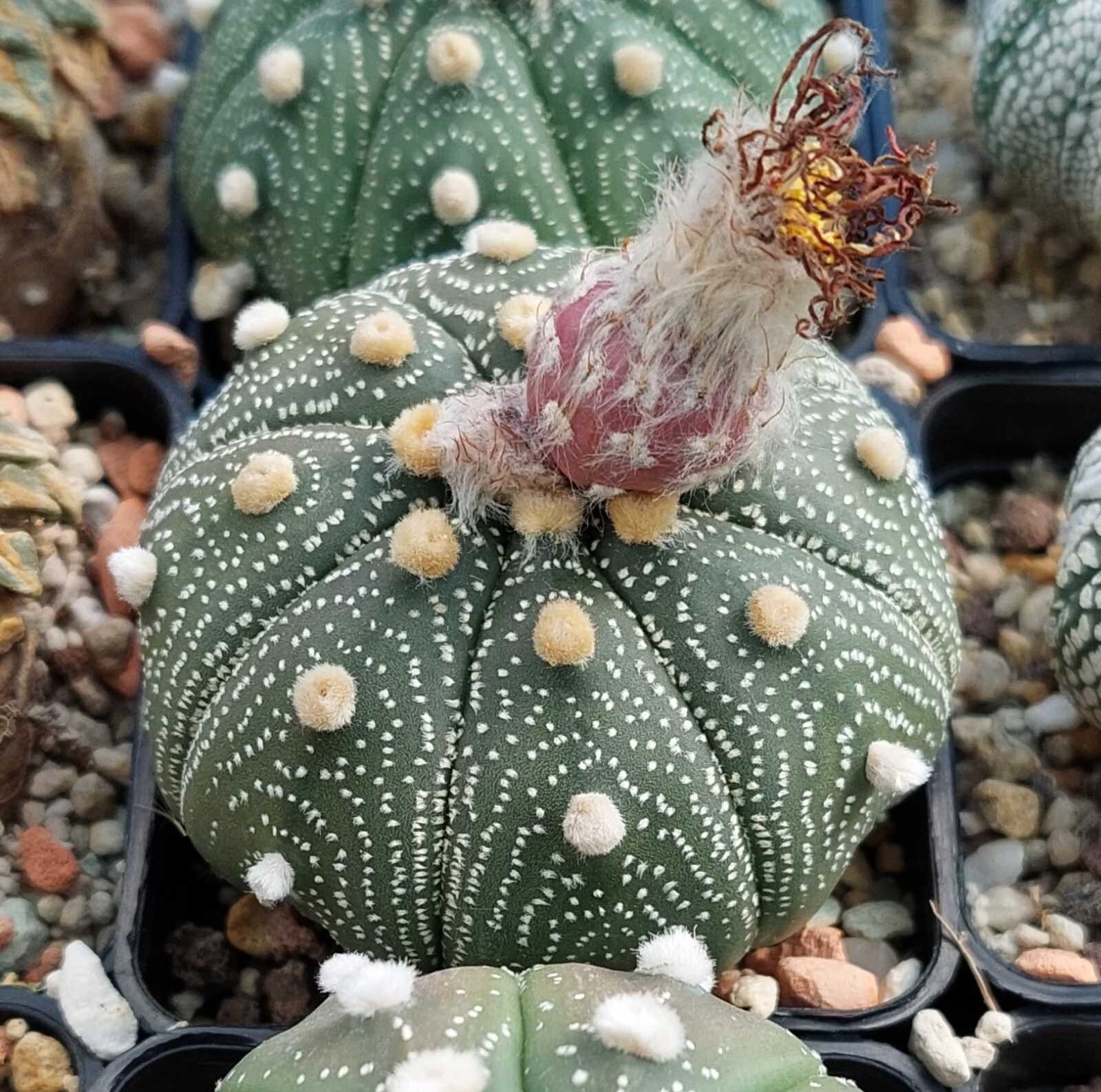 Astrophytum asterias ‘Shinshowa’ F2 10seeds harvest 2025
