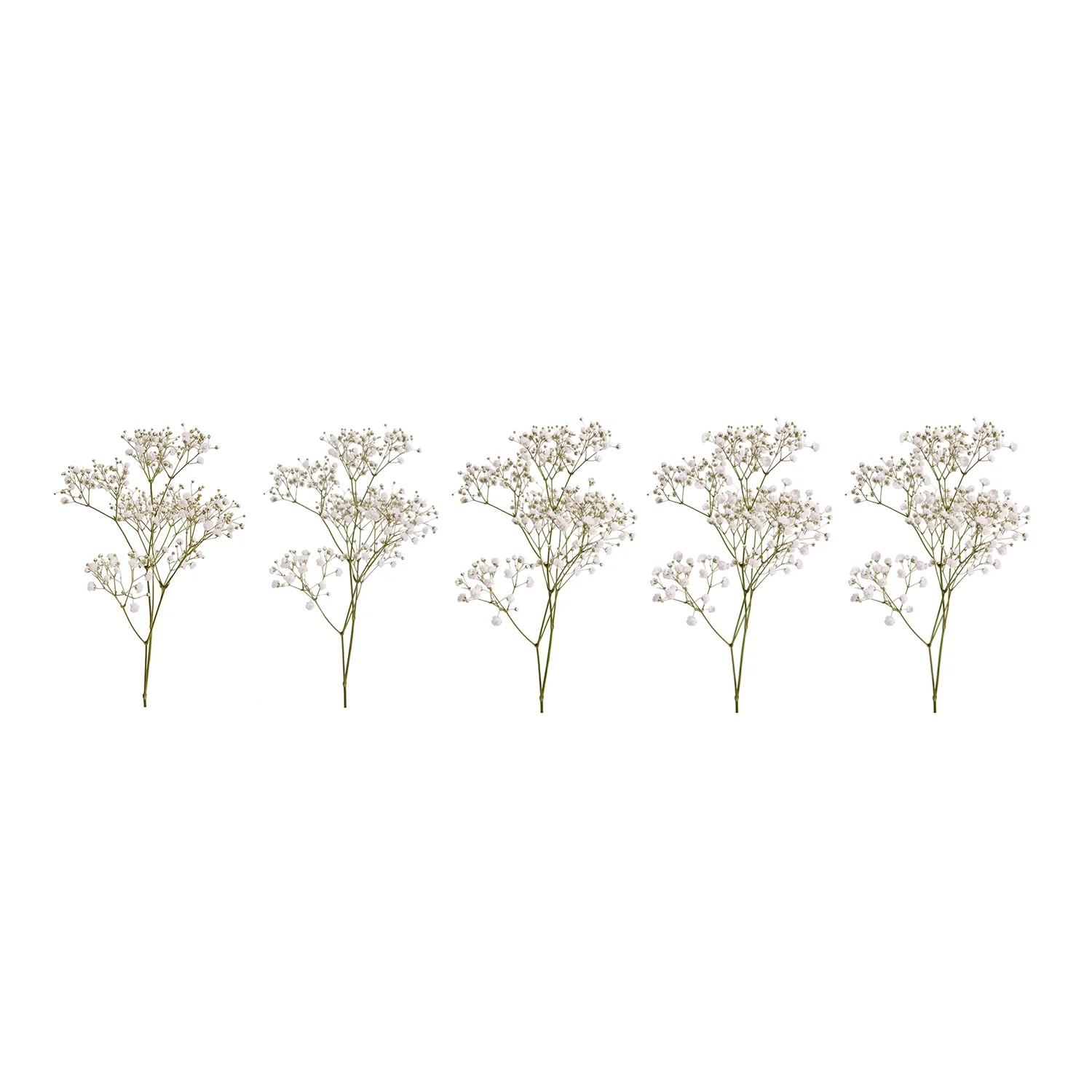Baby’s Breath – Fresh Cut Flowers – 5 Bunches – White – by Bloomingmore