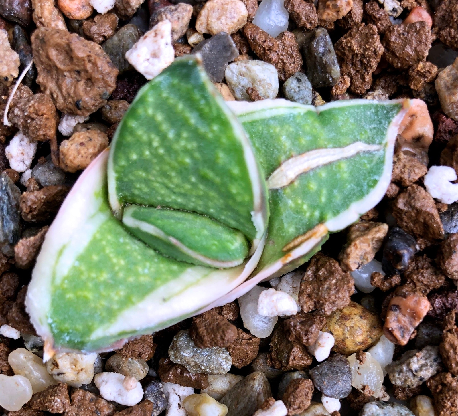 Gasteria cv GAGYU-RYU NISHIKI WHITE VARIEGATED –