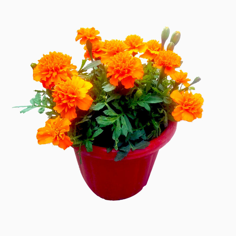 MARIGOLD – SIERRA MIX – Tagetes Erecta – 100 SEEDS – DROUGHT TOLERANT