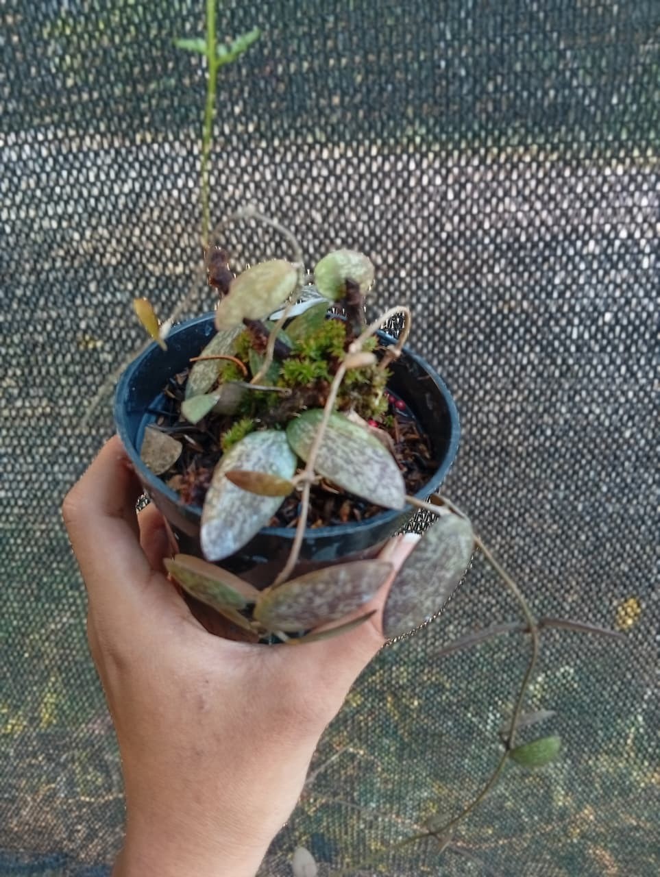 Real Picture Hoya Sigillatis Red Splash Rare Plant