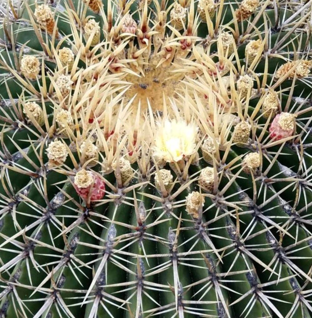 Ferocactus histrix SEEDS – Rare Cactus SEEDS