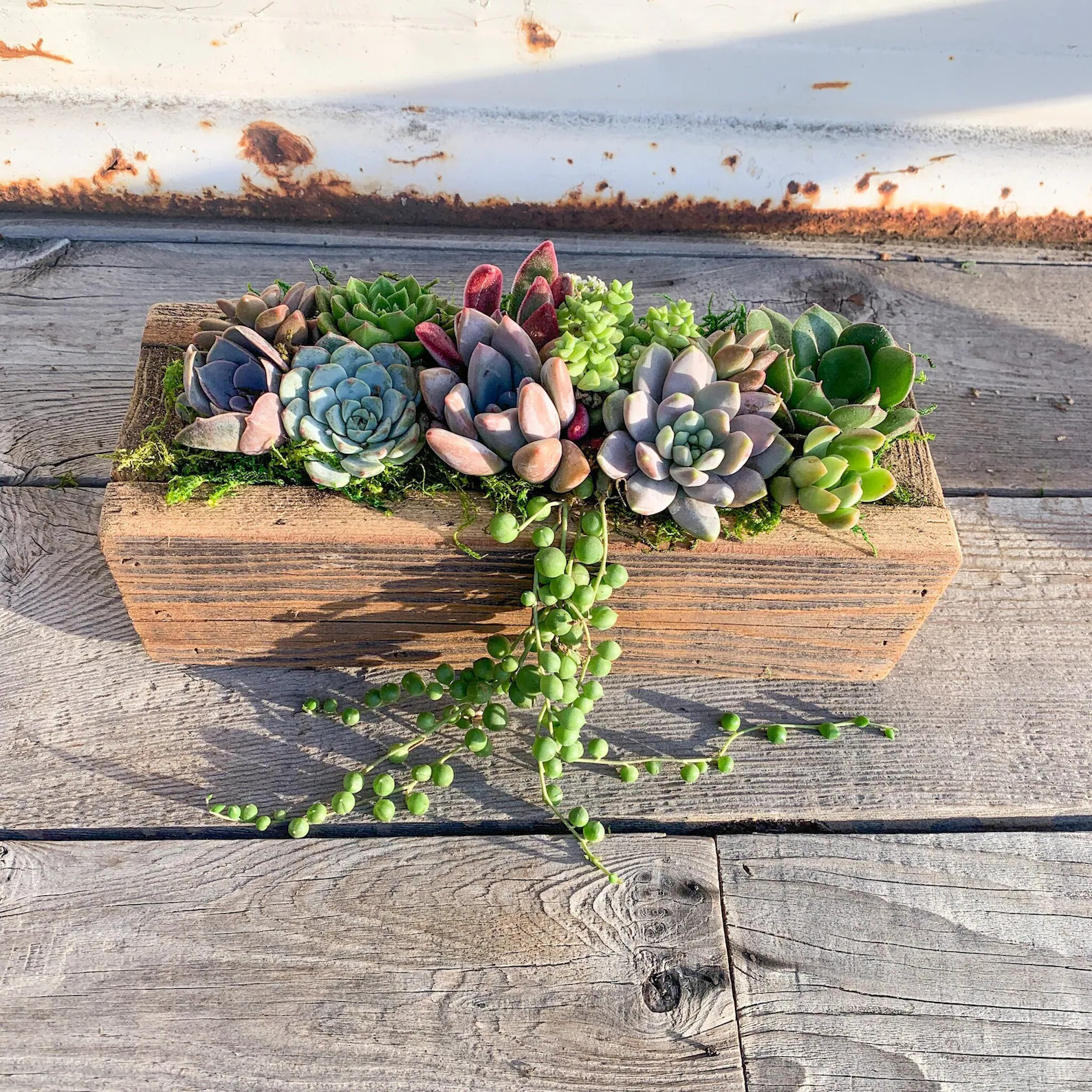 Live Succulent Arrangement Planter, Real Succulents, Centerpiece, Sympathy Gift