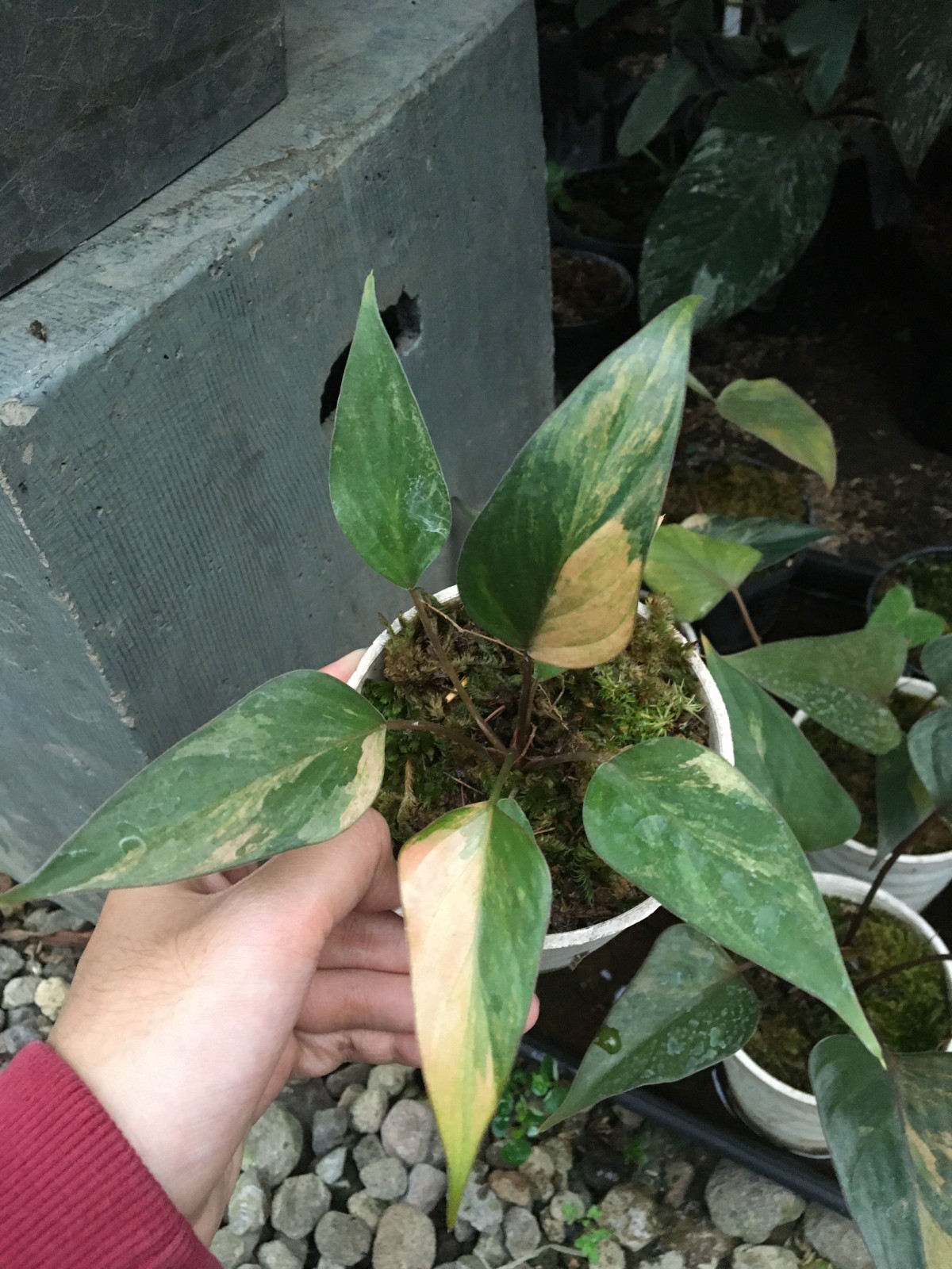 Homalomena Pink Diamond – Rare Pink Variegated Live Plant Grow in Pot