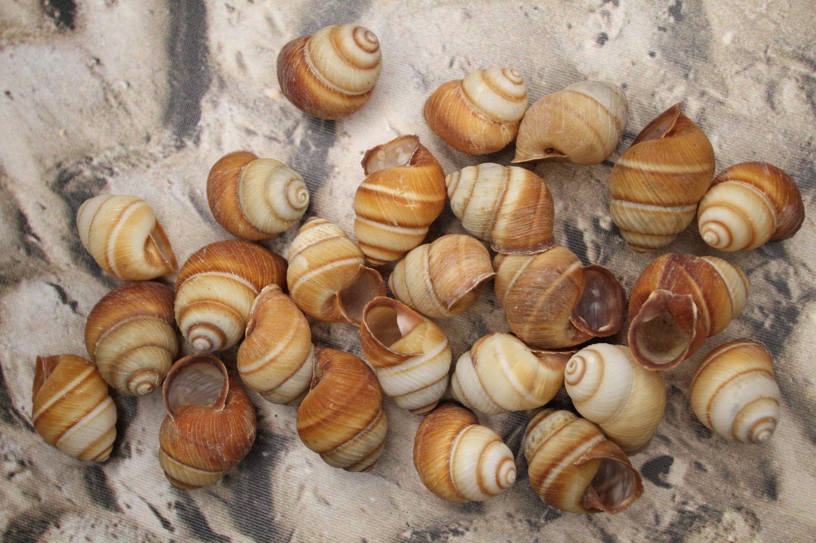 BROWN LAND SNAILS,Craft Supply,Mosaic projects, Beach Decor,Beach Art,SS-588