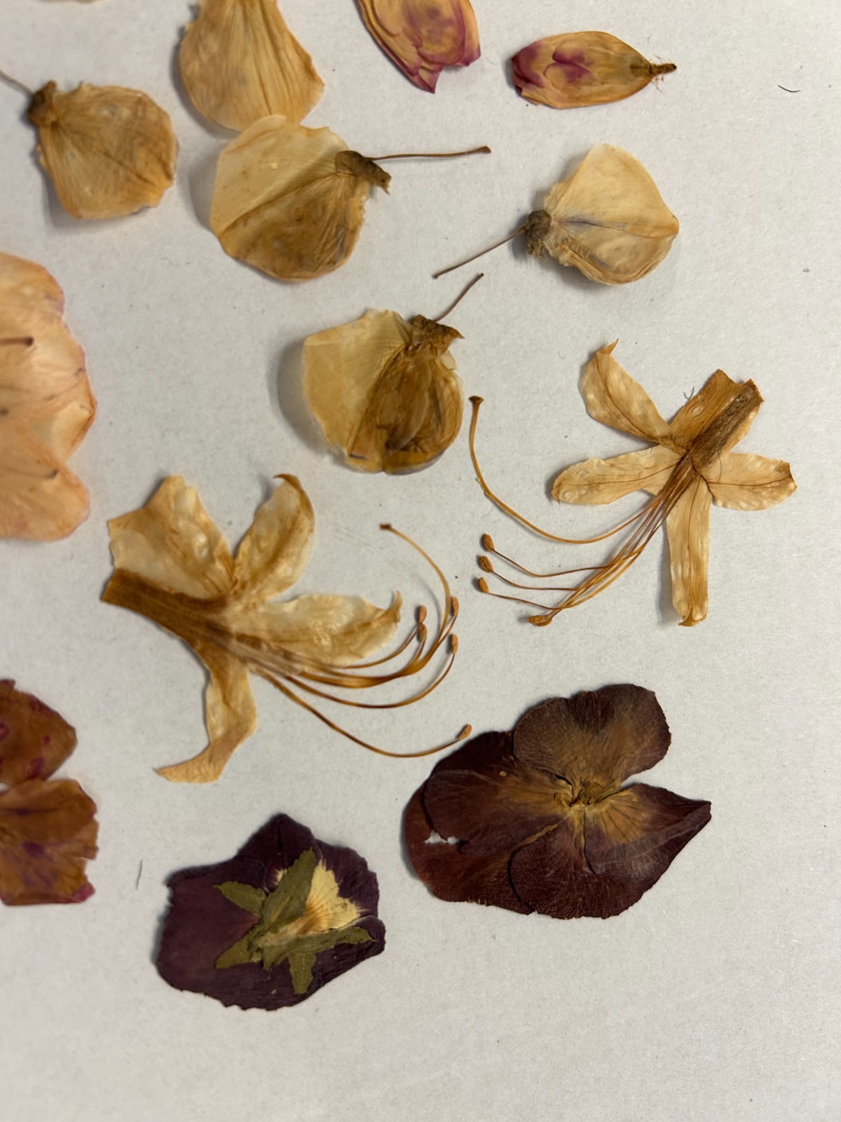 Lot of Hand Picked and Hand Pressed Flowers and Petals Crafting Decor