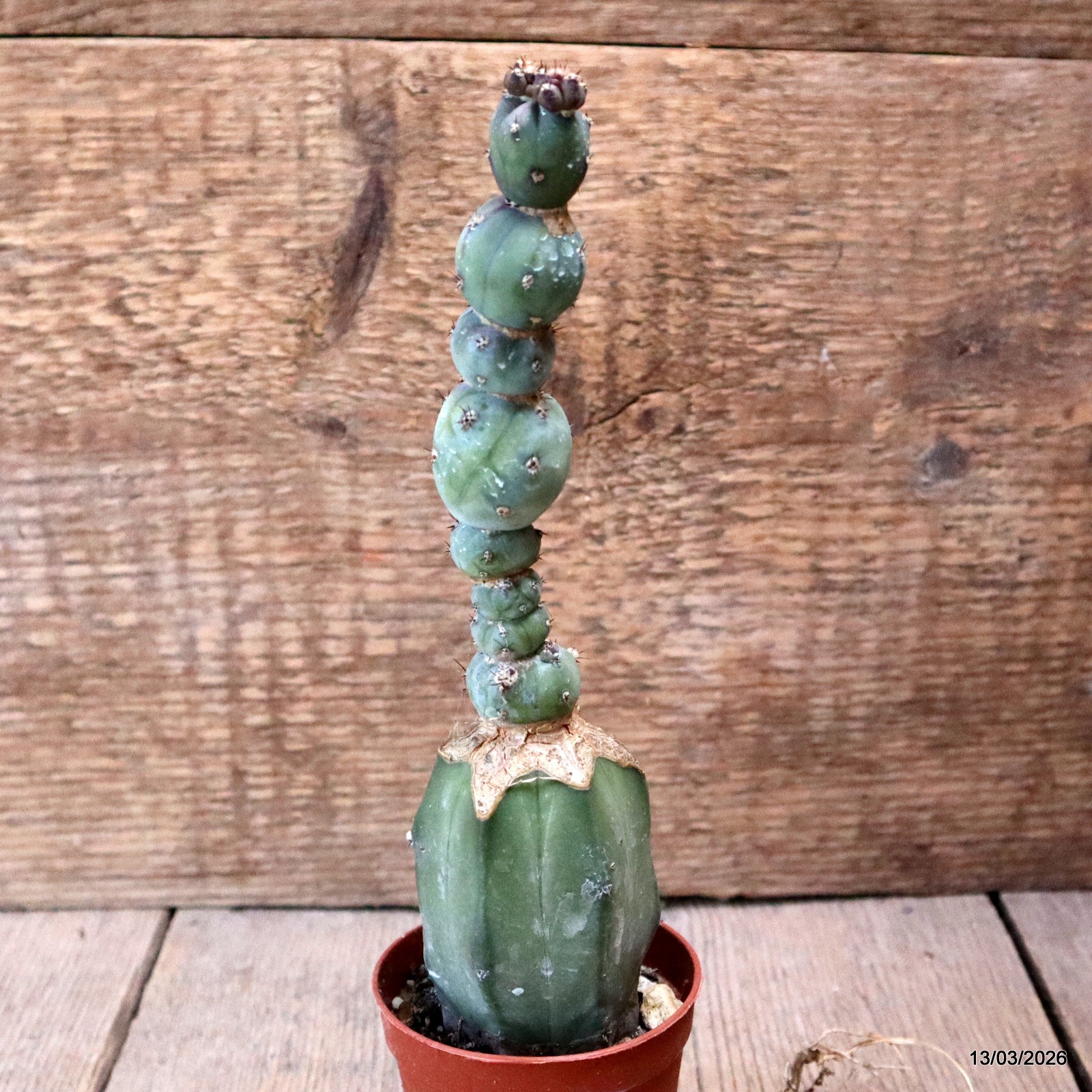 D7991 MYRTILLOCACTUS GEOMETRIZANS STACKER MONSTER GRAFT. pot6,5-H19-W5 cm MaMa