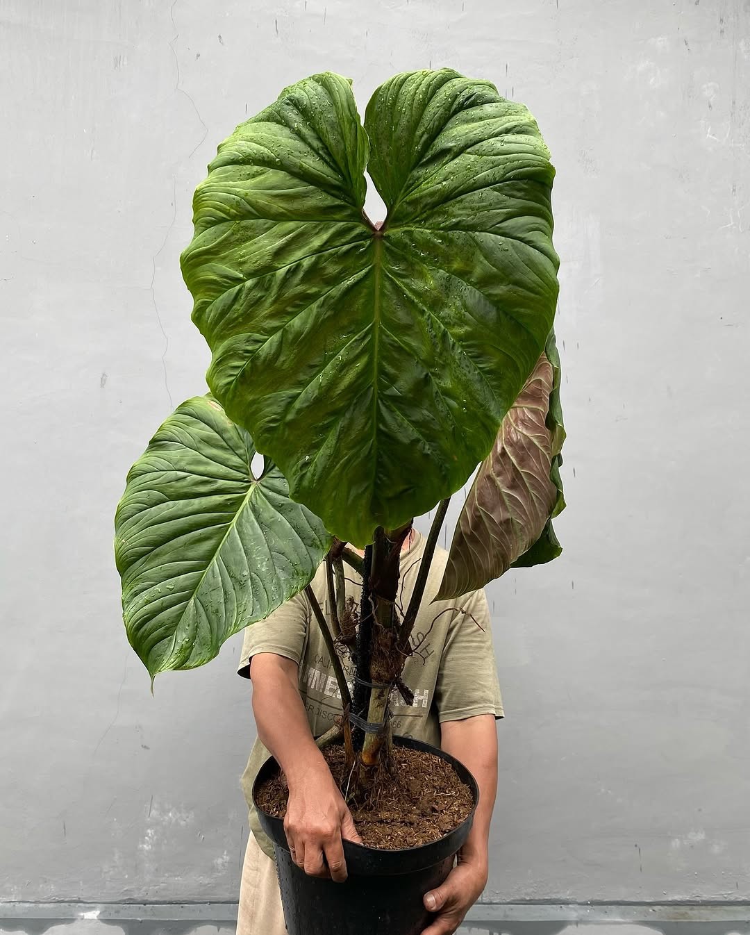 Philodendron Majestic Green Beauty Super Big Size Real Picture