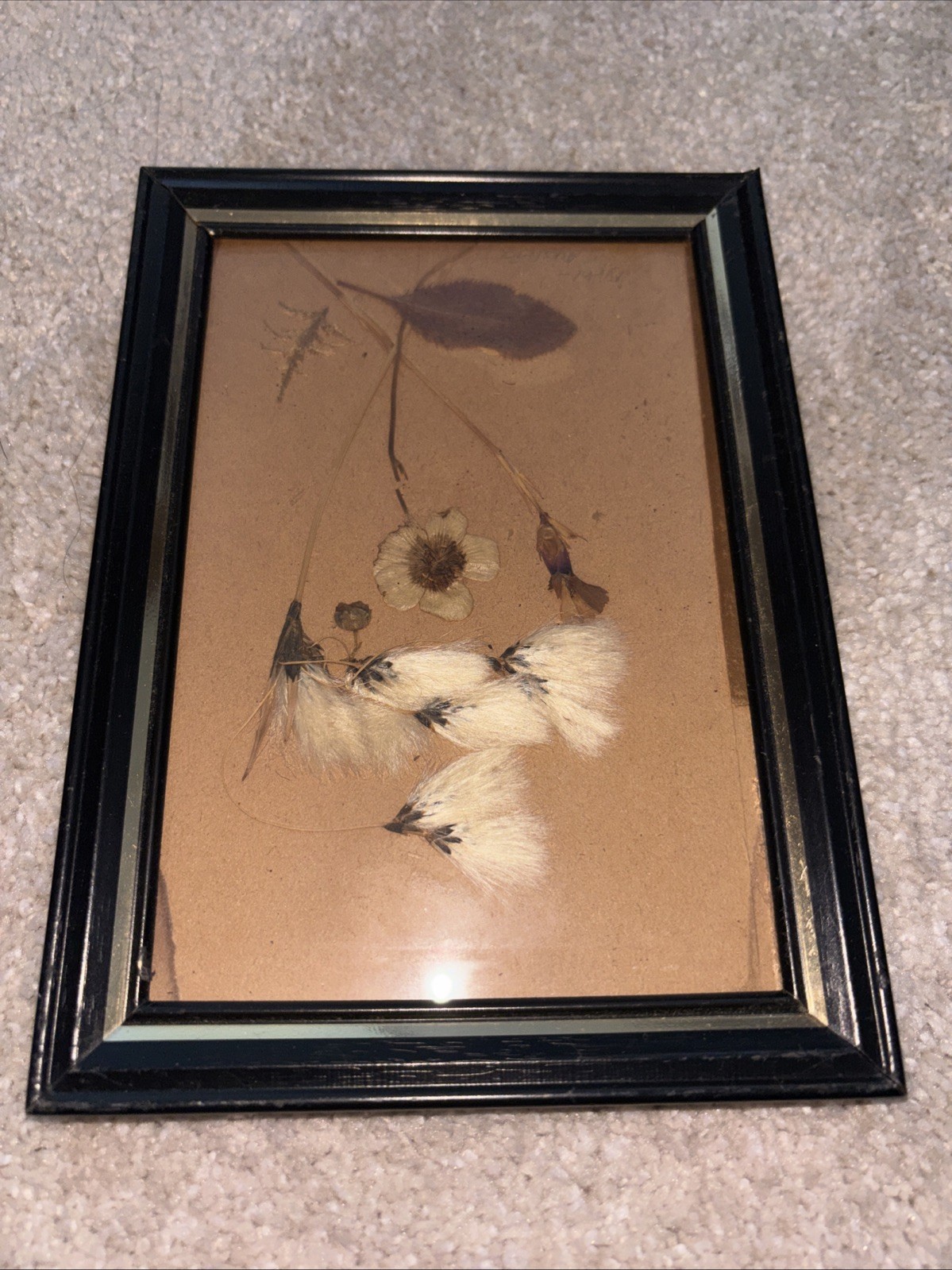 Vintage WW2 Set 4 Pressed Flowers Etc 5/7 Framed