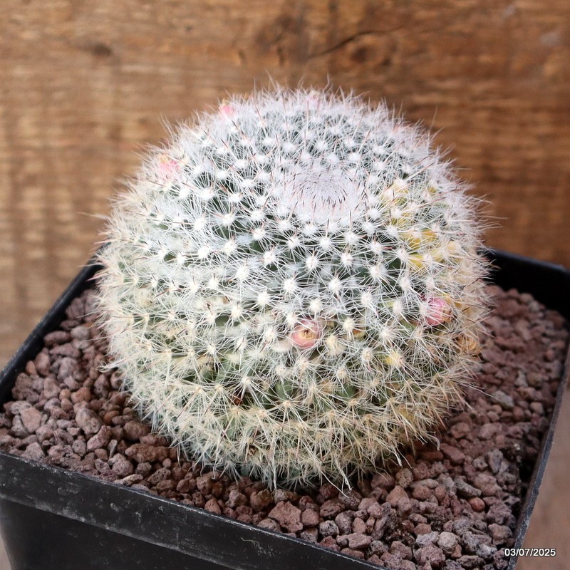 D5056 MAMMILLARIA HANIANA VARIEGATED pot12-H8-W9 cm MaMa Cactus