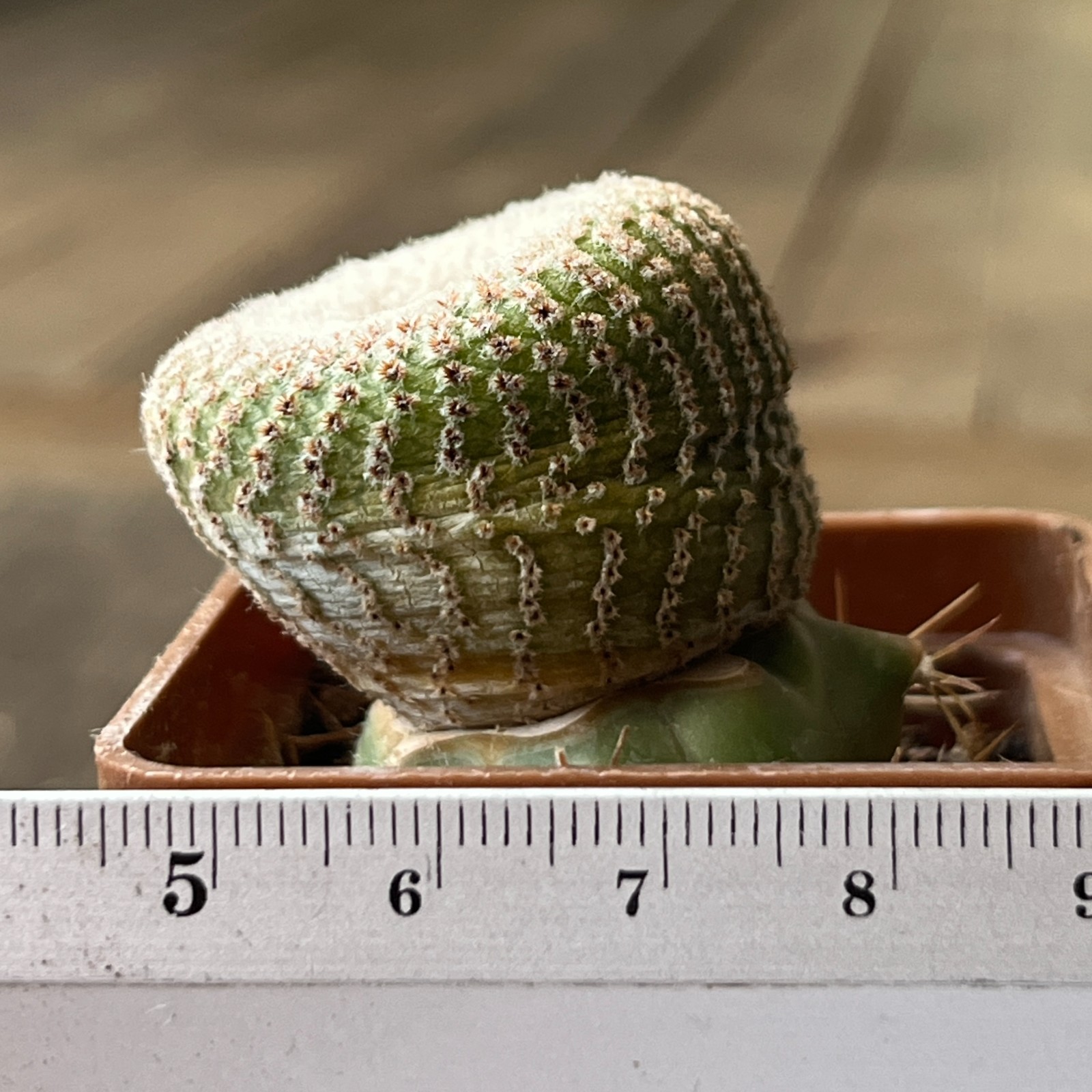 A42-2017 Yavia cryptocarpa, grafted