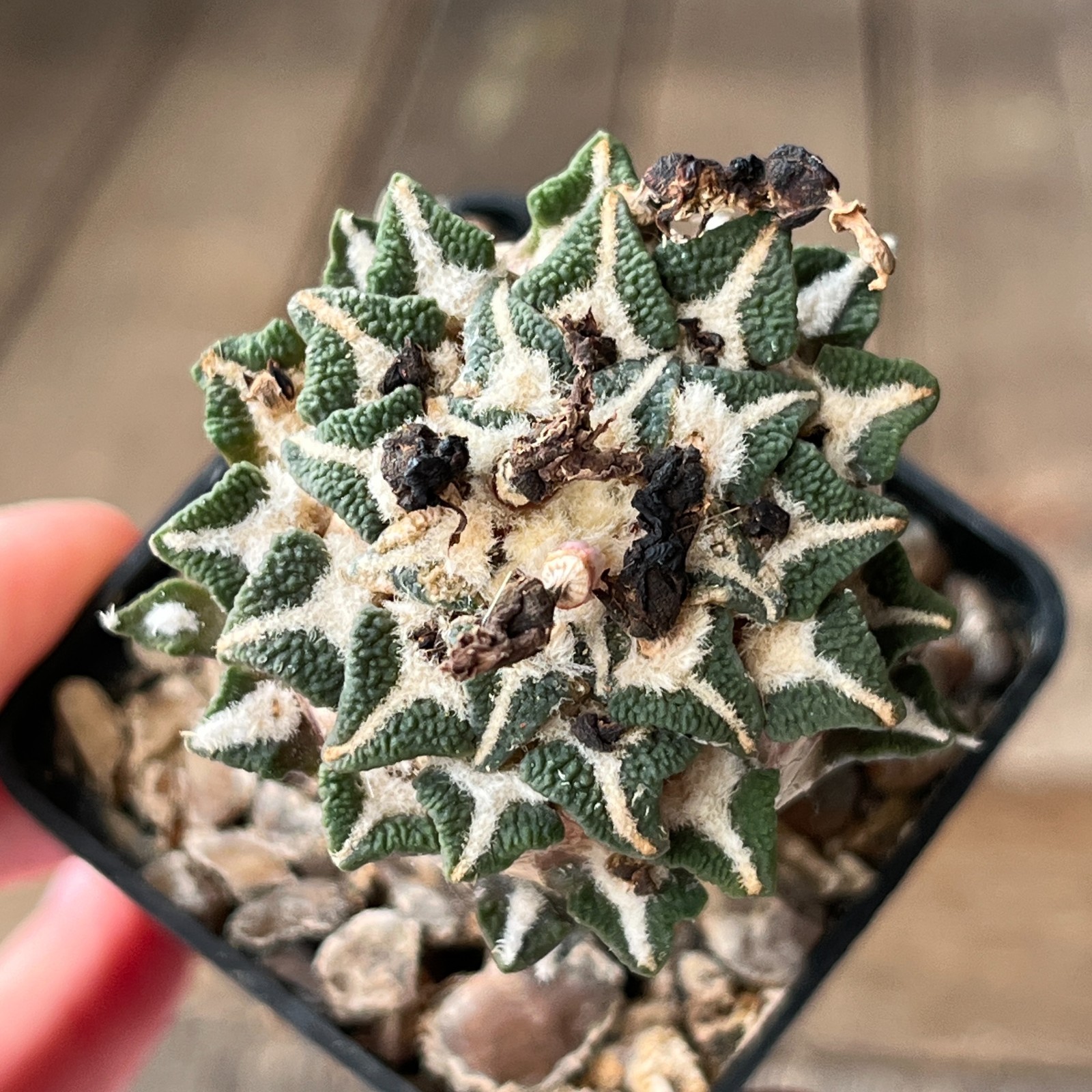 A32-1374 Cactus kotshobeyanus, VM202, Mesa de Leon, grafted