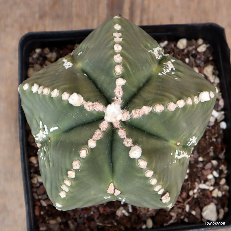 D3028 ASTROPHYTUM MYRIOSTIGMA FUKURYU NUDUM pot14-H9-W11 cm MaMa Cactus