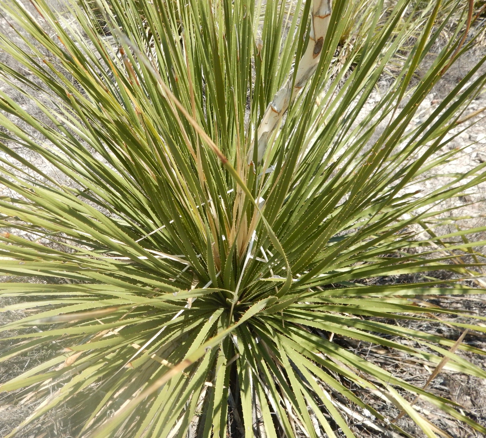 Dasylirion texanum –