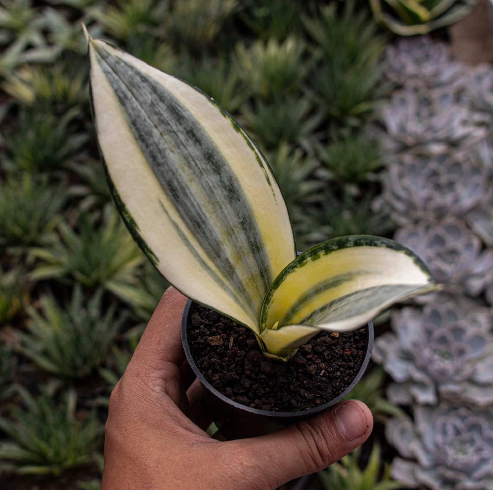 Sansevieria Asahi Rare Unique Snake Plant