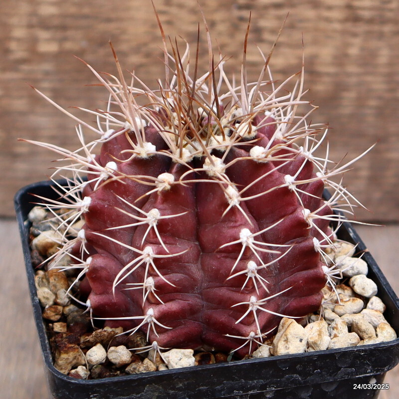 D476 GYMNOCALYCIUM MIHANOVICHII pot9-H7-W8 cm MaMa Cactus